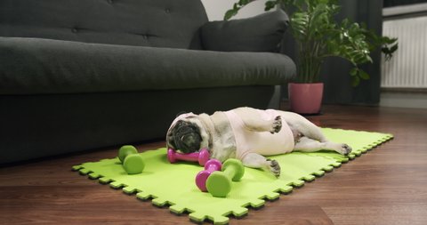 Funny cute pug dog do fitness at home. Funny lazy sport pug. Tired of sport training, lying on the mat to sleep. Funny dog sport concept