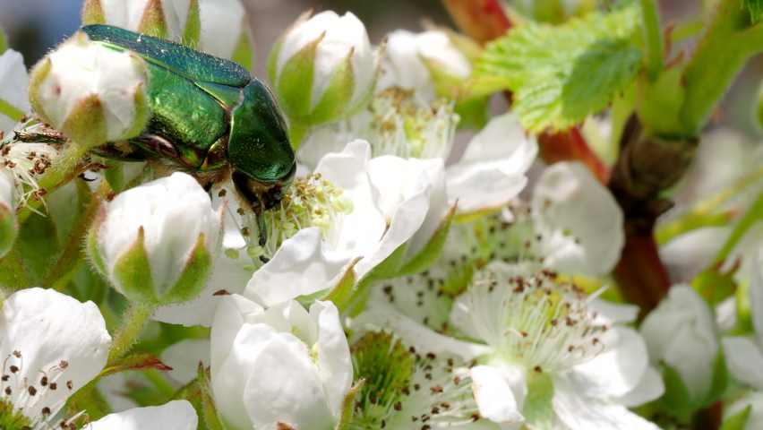 Beautiful metallic green scarab bug known as June Beetle (Cetonia aurata) and Honey bee (Apis mellifera) feeding on blooming white flowers of blackberry in the garden in 4K VIDEO. Close-up macro. Royalty-Free Stock Footage #1069205317