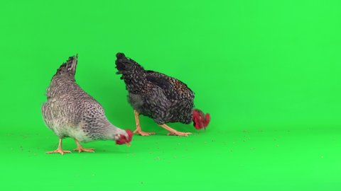 gray chicken and rooster on a green screen. hen and rooster peck a grain of wheat, natural sound