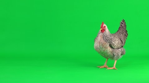 gray chicken stands, walks and cluck on a green screen. natural sound

