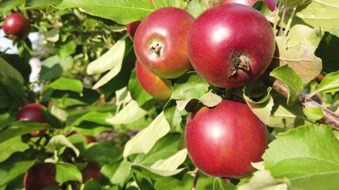 Apples growing on tree, close-up footage in 4k