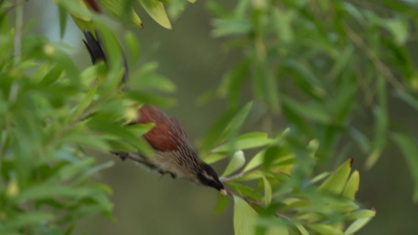White-browed Coucal - Centropus superciliosus a species of cuckoo in the Cuculidae family, found in sub-Saharan Africa, big bird in the green tree in the bush.