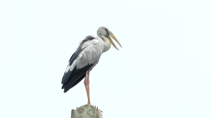 Open-billed stork, on the electric pole.