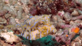 Small yellow and white cowfish swimming and eating