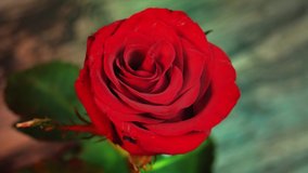 Close up of a beautiful red rose flower, rotating in a seamless loop video. Ideal for wedding videos