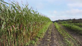 Organic corn field on a sunny summer day. Sunny green corn field. Agriculture. Corn in rows on cultivated agricultural land. Food production. Close up. Latvia - Powered by Shutterstock - Get 15% off with code: PIKWIZARD15