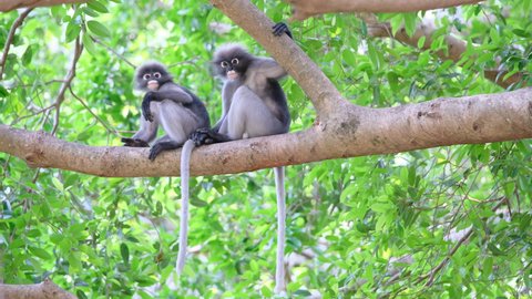 Two dusky langur stay together on tree branch then one go to other area with looking by other one.