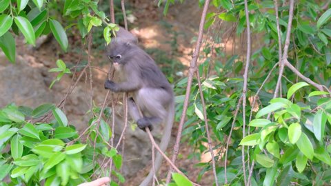 Little Dusky langur go down from tree branch and get food from human hands during travel and holiday of family.