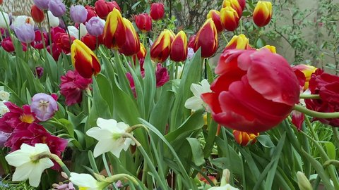 View of the multi-colored colorful tulips and daffodils that grow in the flowerbed.