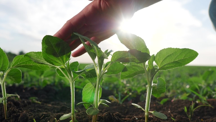 agriculture environmental protection. farmer hand touches pouring sunflower plants low on black soil. farmer hand checks the crop in eco agriculture. planet protect concept Royalty-Free Stock Footage #1069238905