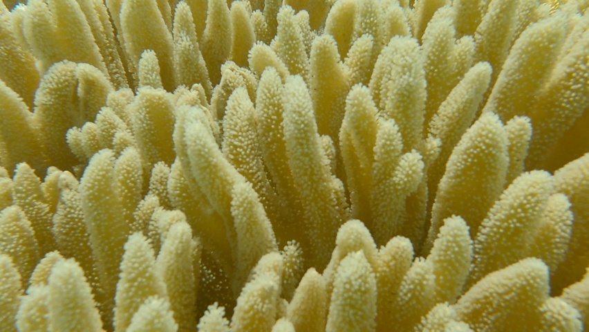 Details of the soft coral polips. Extreme close-up of the soft coral polips on the reef. Natural underwater background. Finger leather coral (Sinularia polydactyla)  Royalty-Free Stock Footage #1069245676