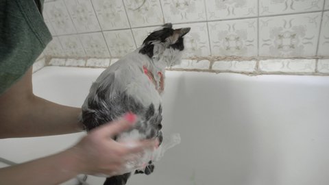 Girl washes a pet cat in the bathroom using the shower at home. Grooming. Animal care. Cleanliness and hygiene.