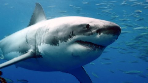 Slow motion Close-up of great white shark swimming underwater in front of camera in school of fish off coast of Guadeloupe, Mexico. Carcharodon carcharias, or white shark. Most predator shark in ocean