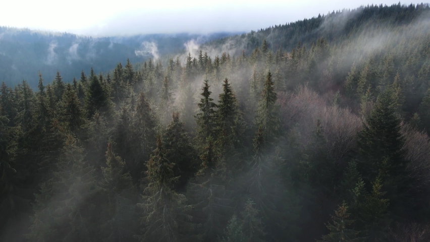 Rainy weather in mountains. Misty fog blowing over pine tree forest. Aerial footage of spruce forest trees on the mountain hills at misty day. Morning fog at beautiful autumn forest. | Shutterstock HD Video #1069251682