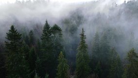 Rainy weather in mountains. Misty fog blowing over pine tree forest. Aerial footage of spruce forest trees on the mountain hills at misty day. Morning fog at beautiful autumn forest.