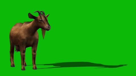 Goat Grazing on Green Screen