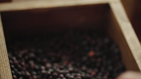 Close up of juniper berries being handled in a gin distillery Botanicals Macro slow motion