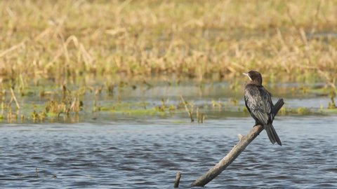 Full shot of Indian cormorant or shag perched in scenic landscape background at keoladeo national park or bharatpur bird sanctuary rajasthan india - Phalacrocorax fuscicollis