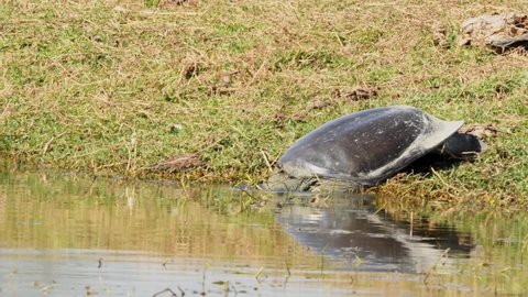 Ganges softshell turtle Stock Video Footage - 4K and HD Video Clips ...