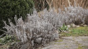 man pruns lavender bushes with scissors in early spring