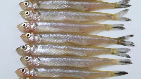 Fresh raw smelt fishes in a row close up