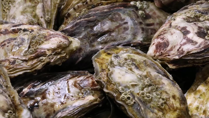 Fresh raw closed Pacific oysters, Japanese oysters, close up full frame  Royalty-Free Stock Footage #1069265806