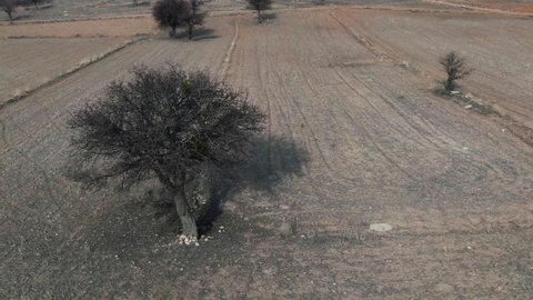 dry agricultural field aerial view. drought hits agriculture, climate change, environmental disaster. effects of drought on crop production and cropping areas. farming sector, bad harvest, spring.