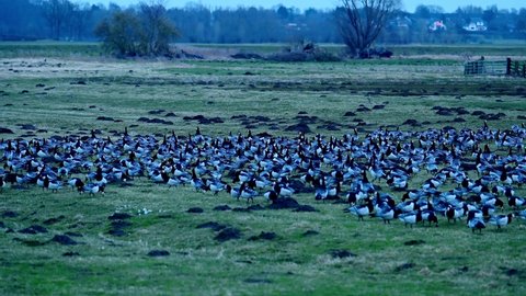 Resting and wintering area for barnacle geese or barnacle geese in the Wedeler Marsch near Hamburg