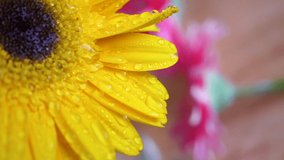 Close up slow motion video of water drop on yellow Gerbera flower on wooden background