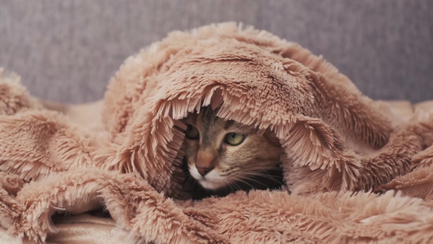 Cute curious ginger cat is hiding under soft blanket at home. 
 | Shutterstock HD Video #1069268986