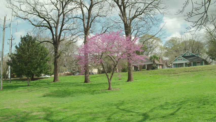 A revolving dolly shot around a blooming Redbud tree in Grant Park.  Atlanta, GA