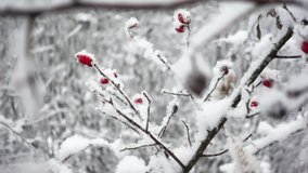 Macro view of briar branches covered by snow in a winter forest filmed in slow motion. Plants in the wood at frosty weather. Dog rose at cold day in the garden. Theme of the flora and the environment. - Powered by Shutterstock - Get 15% off with code: PIKWIZARD15