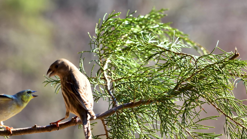 Pine Siskin fighting other bird on branch