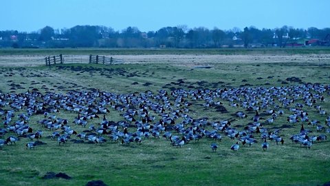 wintering area for barnacle geese or barnacle geese in the Wedeler Marsch near Hamburg