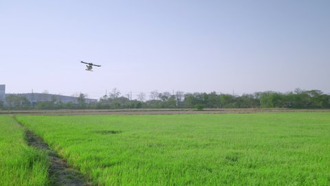 Agricultural drones are spraying drugs in rice fields
