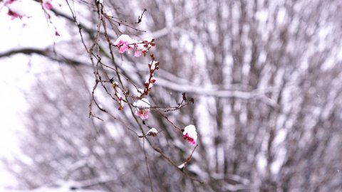 Cherry Blossom Snow Stock Video Footage 4k And Hd Video Clips Shutterstock