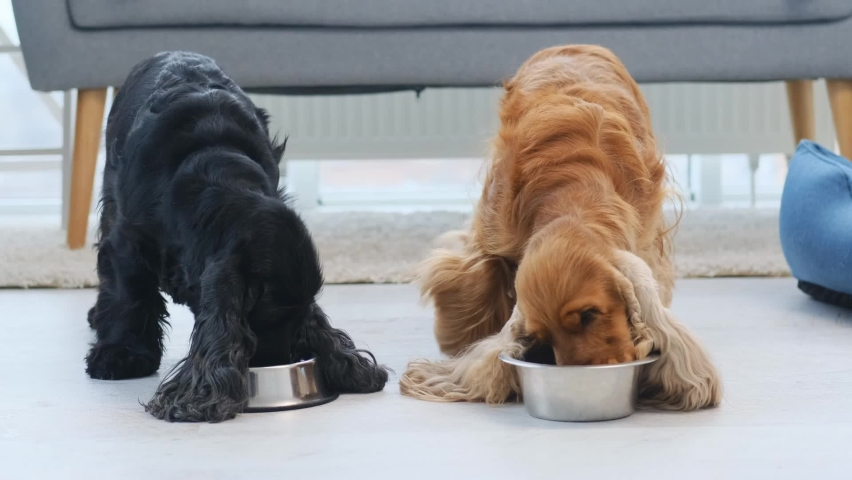 cocker spaniel bowls