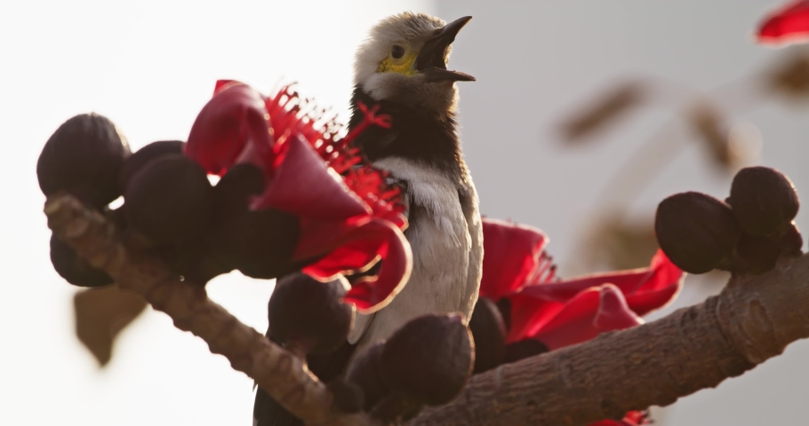 Black collared Starling bird in Hong Kong
