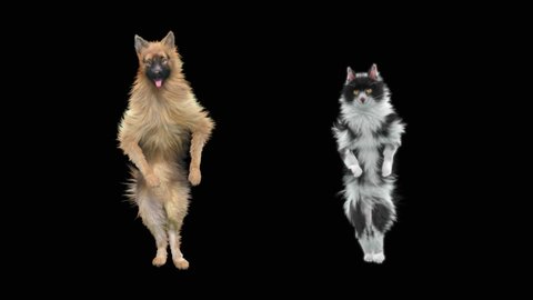 Dog and Cat Dancing, CG fur 3d rendering, animal realistic CGI VFX, Animation  Loop, alpha dance composition 3d mapping, Included in the end of the clip with Alpha matte.
