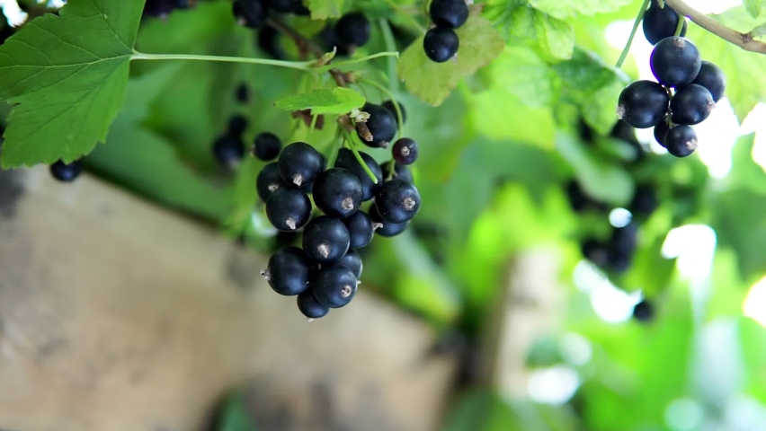 Красная смородина (ribes rubrum) стриженная. Смородина под дождем фото. Смородина красная. Смородина гиф. Смородина клип смородина турист.
