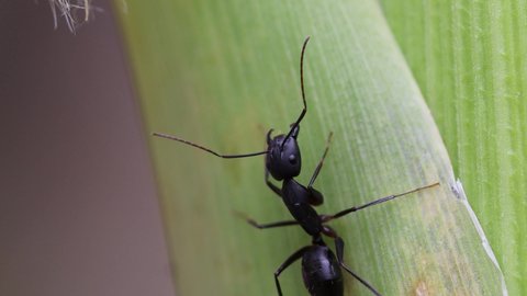 close-up detail  of A black ant sitting on the trunk of a plant. concept for anthill, ant egg, ant colony,ant habits and ant wildlife