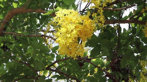 Cassia fistula flowers yellow branches hanging on tree closeup blown by the little wind.