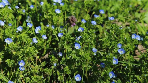 the blue petals of Veronica persica  moved by the wind in the flowering meadow