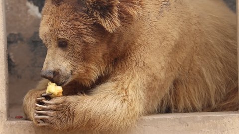 A hungry brown bear (Ursus arctos) 120fps slow motion