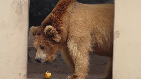 A hungry brown bear (Ursus arctos) 120fps slow motion