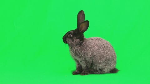 beautiful gray rabbit sits and washes on a green screen, studio
