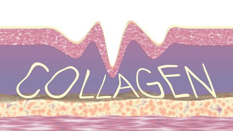 Collagen fibers rebuilding. Cross-section of human skin tissue and text collagen inside. Conceptual 3d animation for ad anti-aging, collagen-boosting, wrinkle  smoothing cosmetics products.