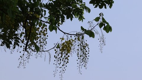 Cassia fistula flowers yellow, branches hanging on tree blown by the wind isolated on blue sky background closeup.