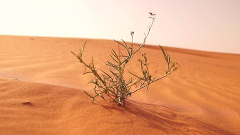 Desert sand dunes with plant