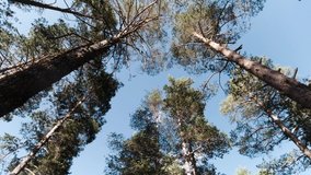 View from below through the fabulous pine forest to the sky blue cloudy sky. Clip. Camera rotating, tall green trees in a summer forest. 